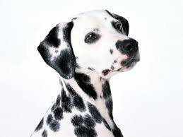 Dalmata